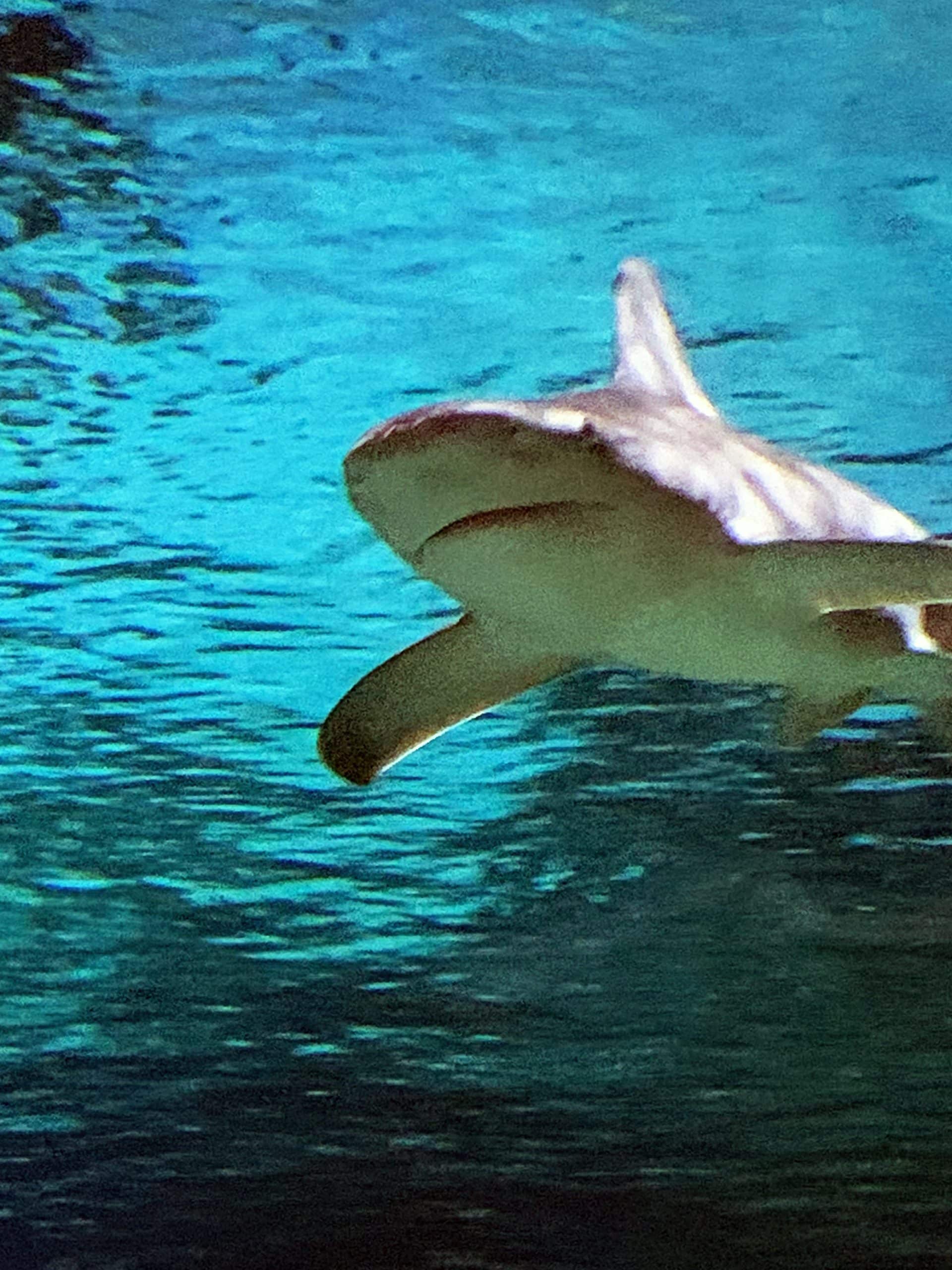 A nurse shark in an aquarium tank